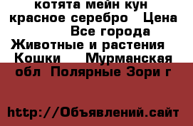 котята мейн кун, красное серебро › Цена ­ 30 - Все города Животные и растения » Кошки   . Мурманская обл.,Полярные Зори г.